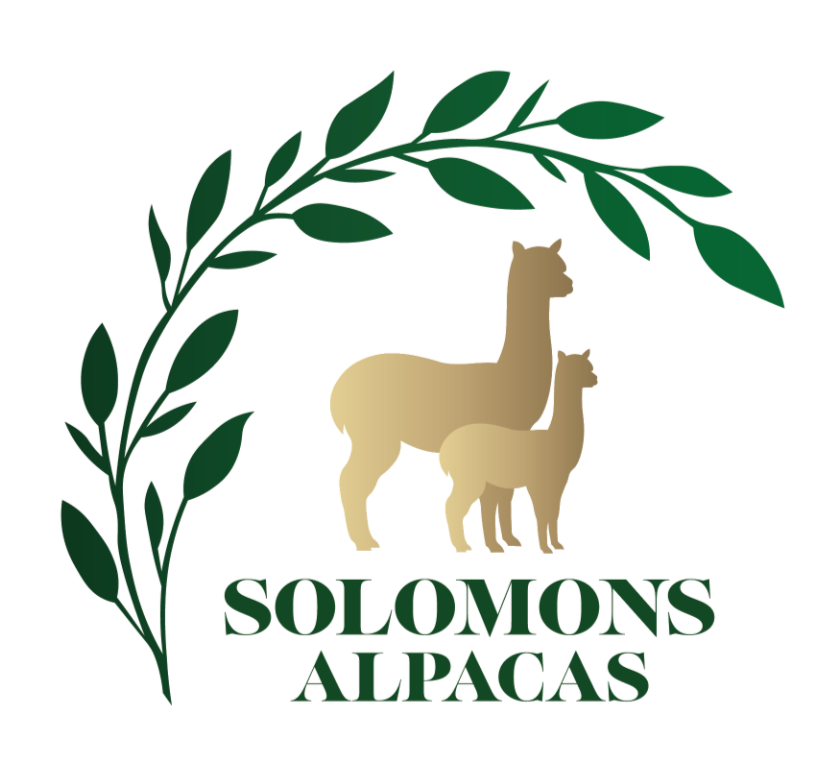 Solomons Alpacas