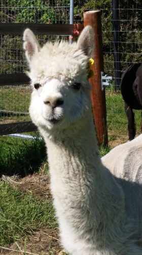 White alpaca