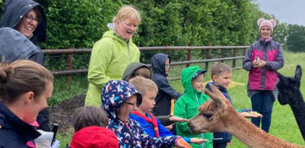 Beaver scouts alpacas