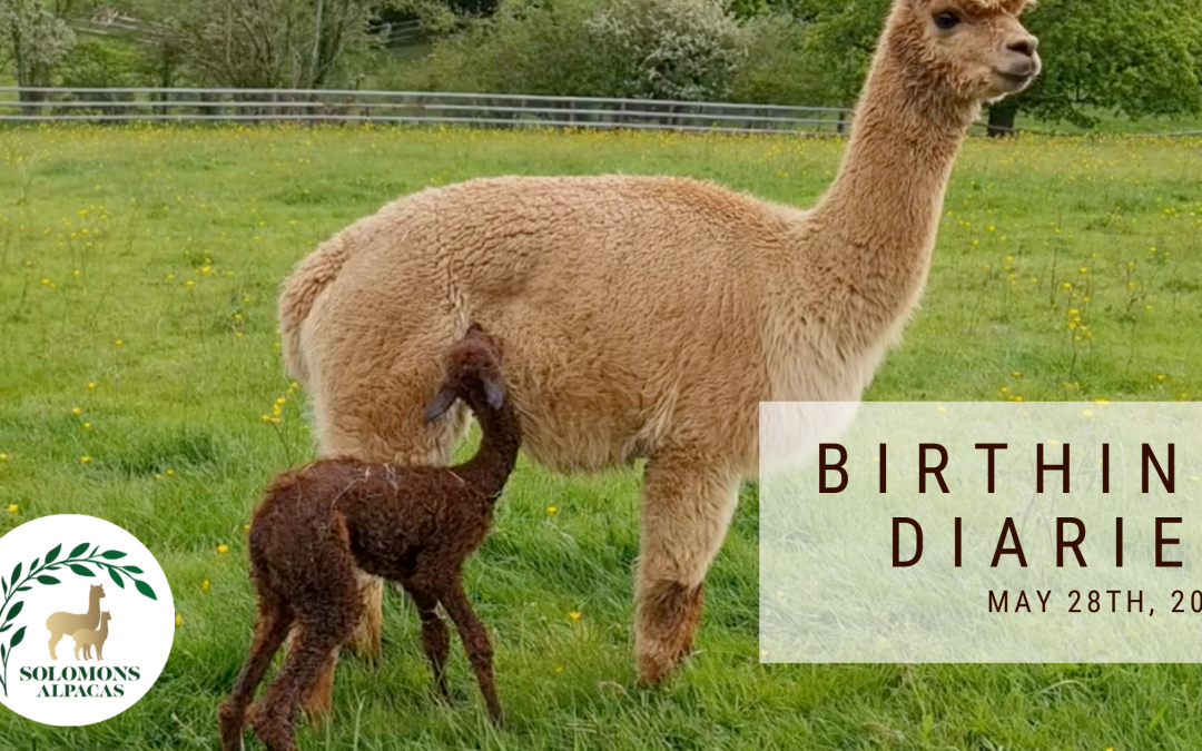 Birthing Diaries: First baby alpaca born for 2021! [May 28, 2021]