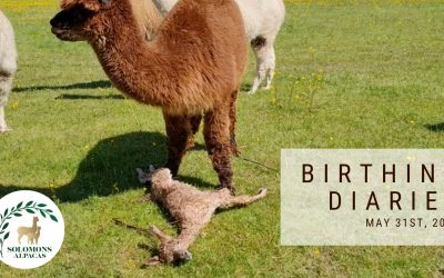 Birthing Diaries: Biology Teacher Births Baby Alpaca! [May 31st 2021]
