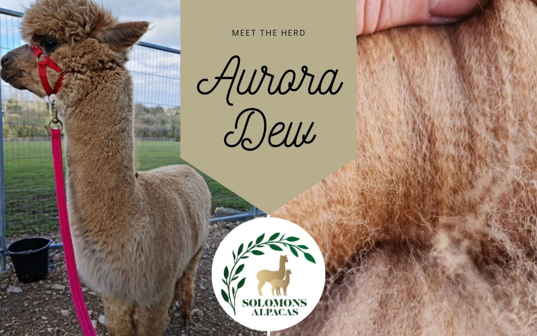 Meet the Herd: Aurora Dew
