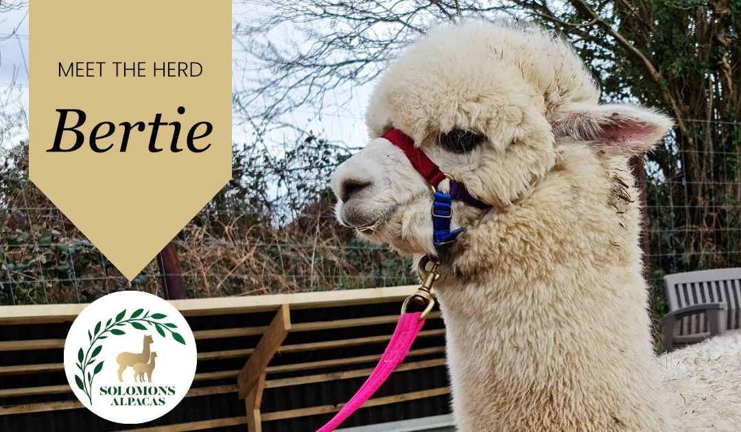 Meet the Herd: Bertie