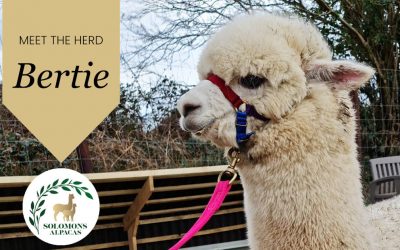 Meet the Herd: Bertie