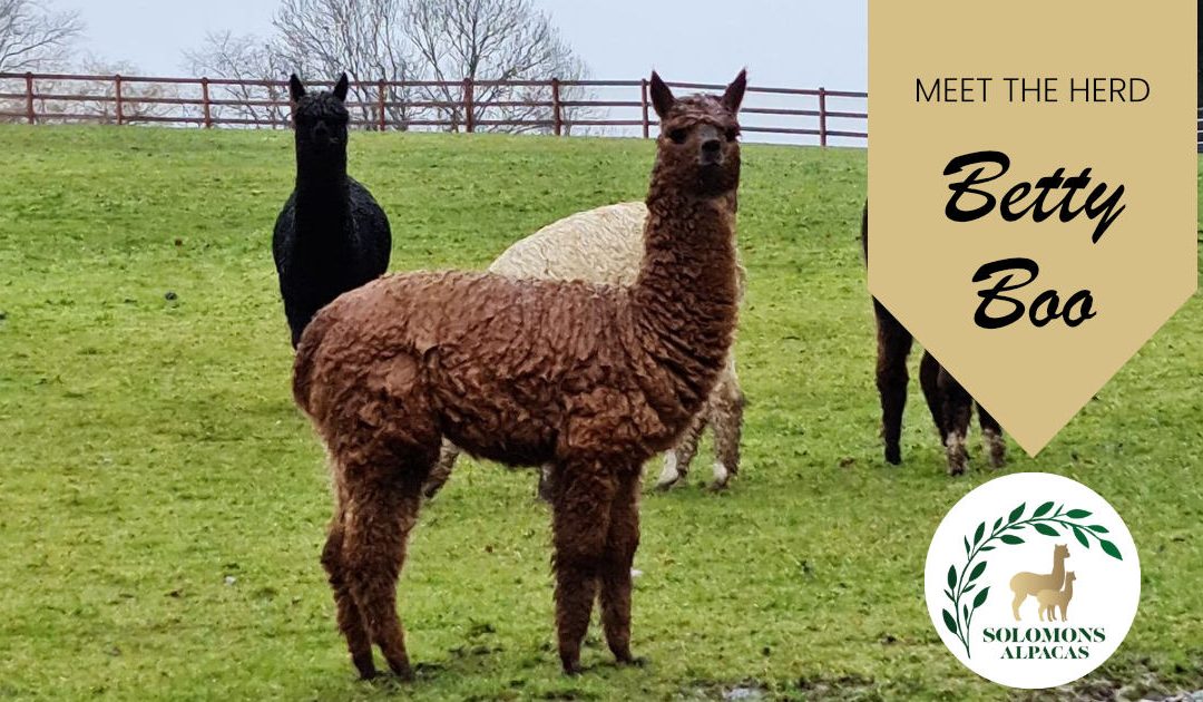 Meet the Herd: Betty Boo