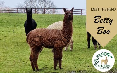Meet the Herd: Betty Boo