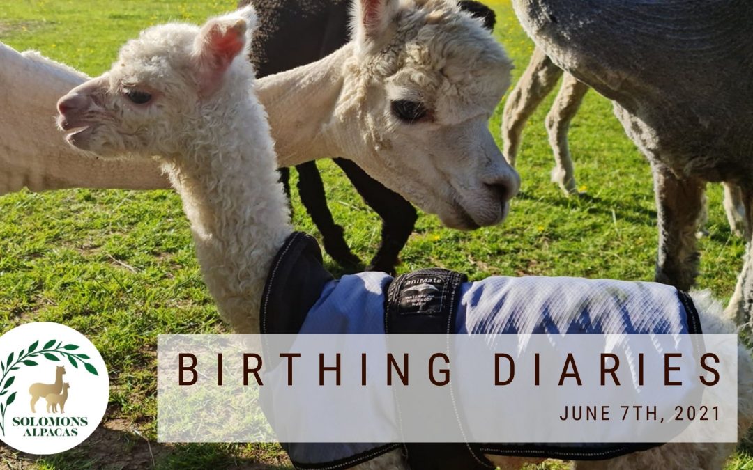 Birthing Diaries: Surprise baby alpaca births – just when you go on your lunch break! [June 7th 2021]