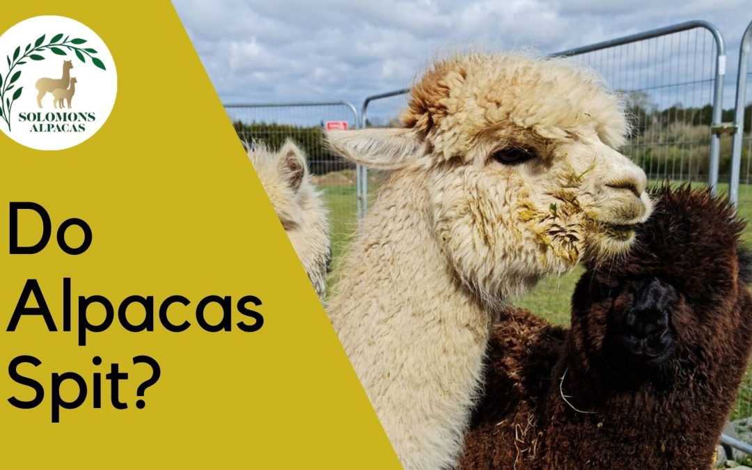 Do Alpacas Spit?