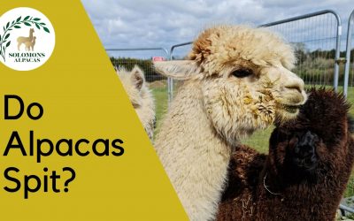 Do Alpacas Spit?