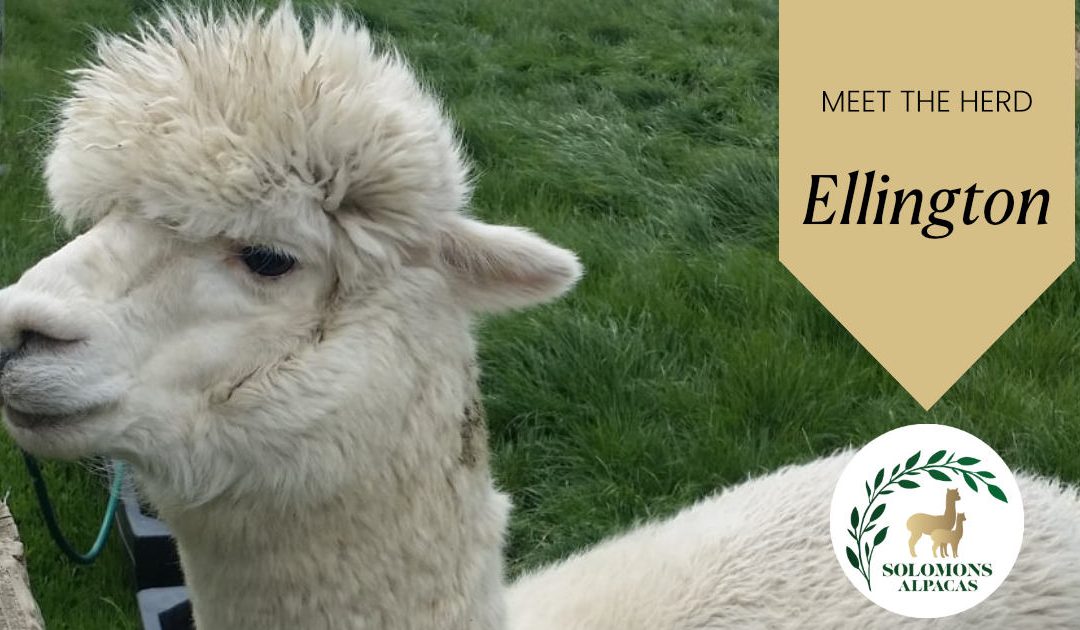 Meet the Herd: Ellington