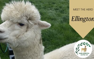 Meet the Herd: Ellington