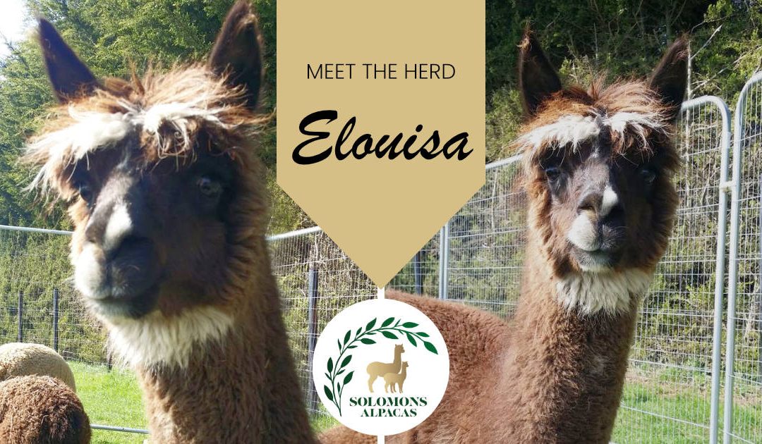 Meet the Herd: Elouisa