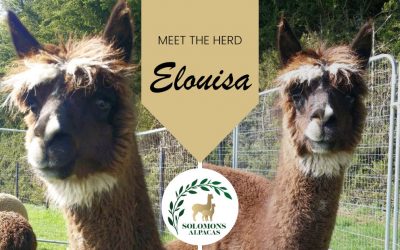 Meet the Herd: Elouisa