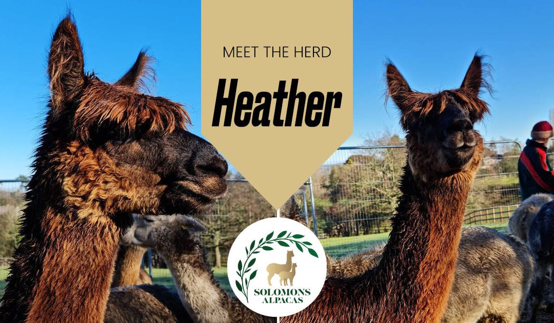 Meet the Herd: Heather