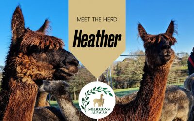 Meet the Herd: Heather