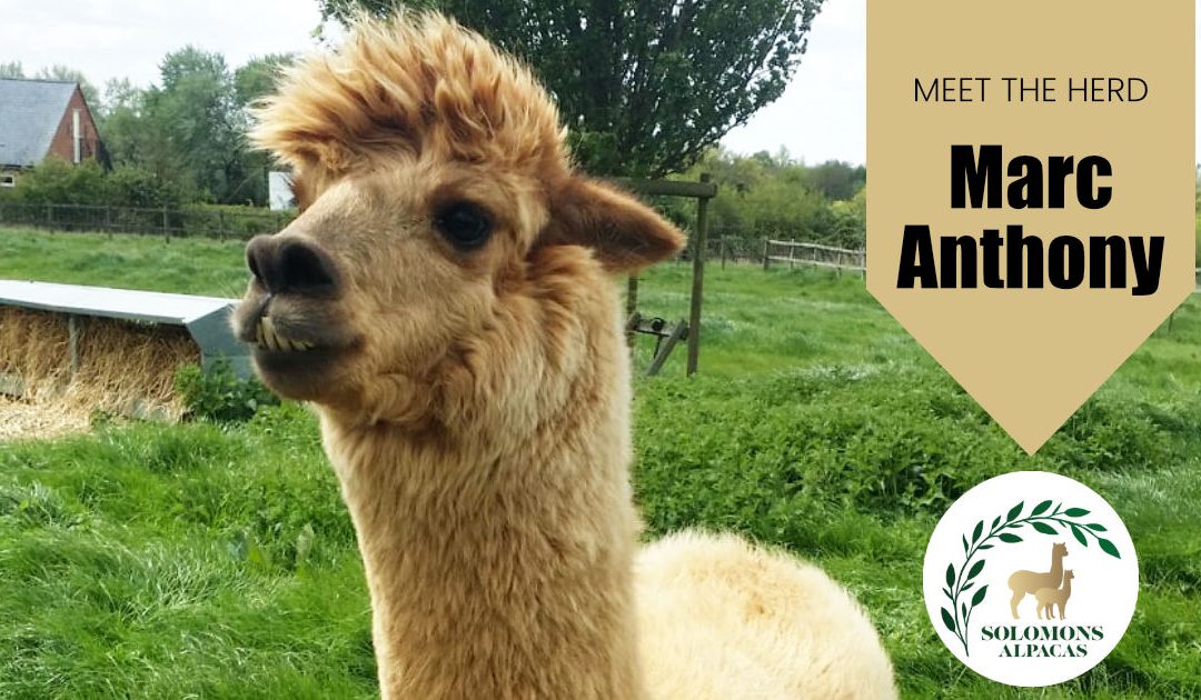 Meet The Herd: Marc Anthony