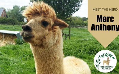Meet The Herd: Marc Anthony