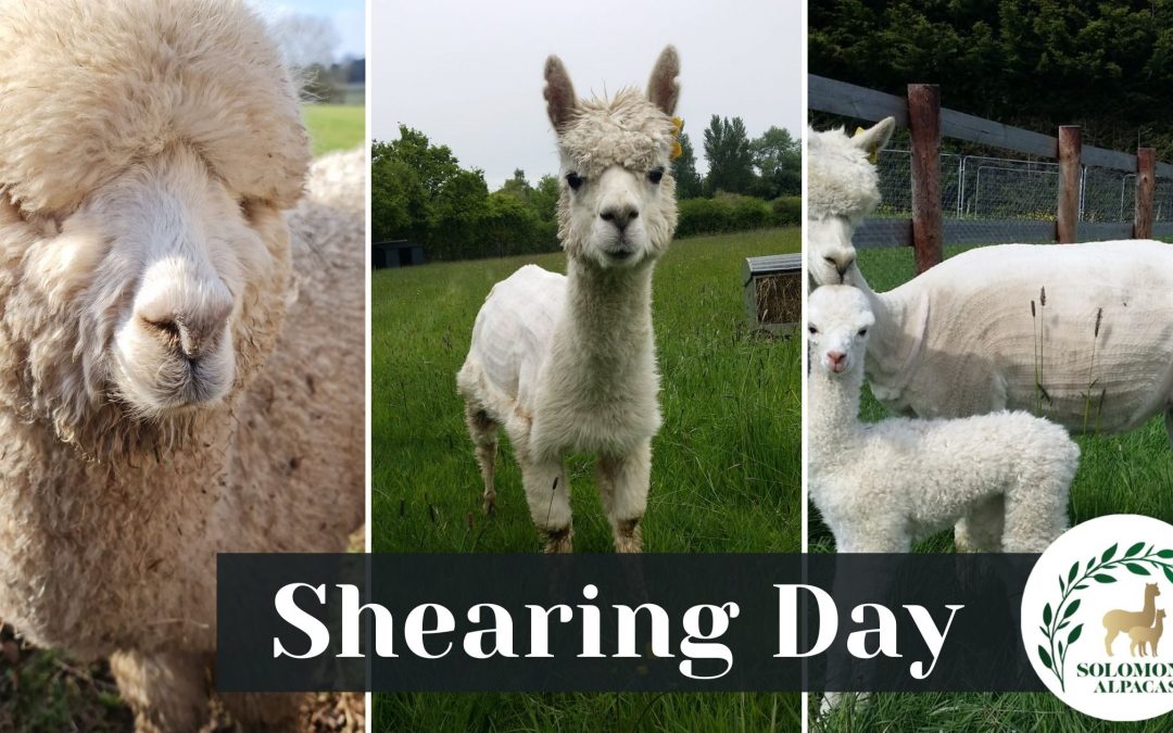 Alpaca Life: Shearing the Alpacas at Solomons Alpacas! [June 5th 2021]