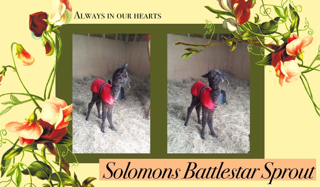 RIP Solomons Battlestar Sprout, you were very little, but you had a huge personality