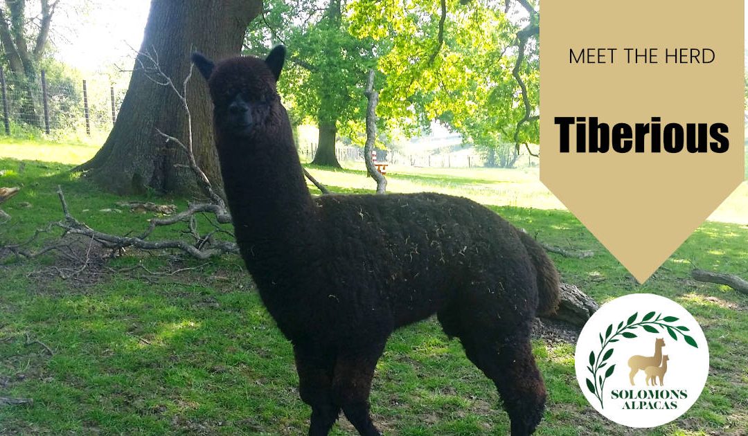 Meet the Herd: Tiberious (a.k.a Tibbs)