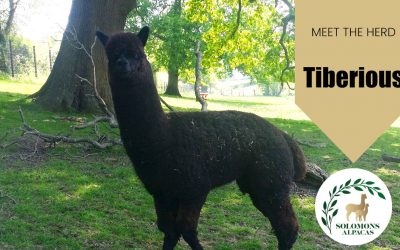 Meet the Herd: Tiberious (a.k.a Tibbs)