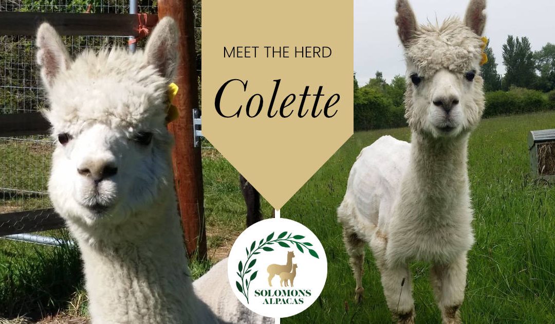 Meet the Herd: Colette (Great great Grandma)