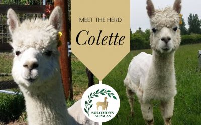Meet the Herd: Colette (Great great Grandma)