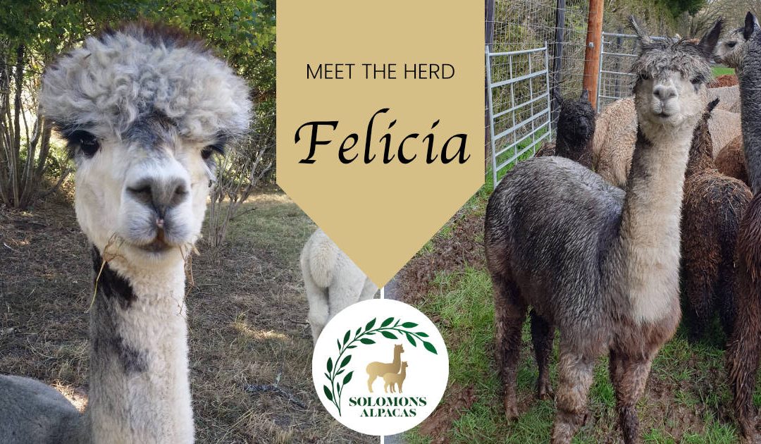 Meet the Herd: Felicia