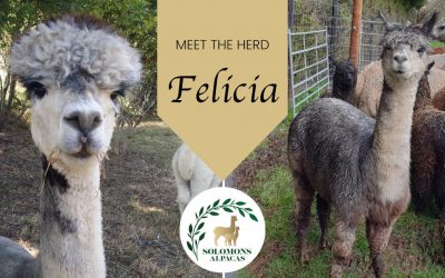 Meet the Herd: Felicia