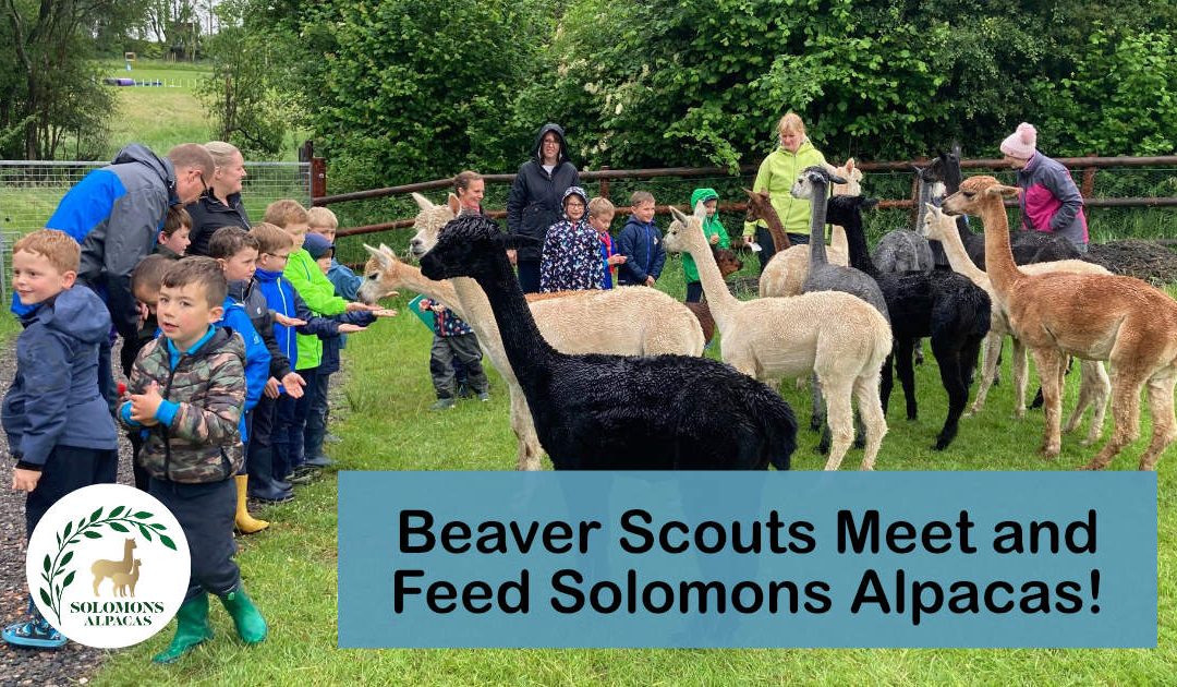 Beaver Scouts Meet and Feed Alpacas!